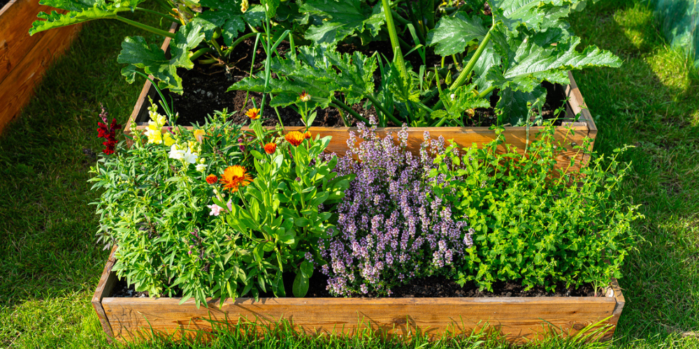 Salisbury Greenhouse-Sherwood Park-Alberta-raised garden bed