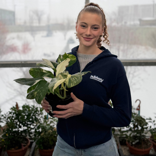 Salisbury Greenhouse-Sherwood Park-Alberta-staff houseplant favourites-monstera plant