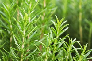 Rosemary | Salisbury Greenhouse - Sherwood Park, St. Albert