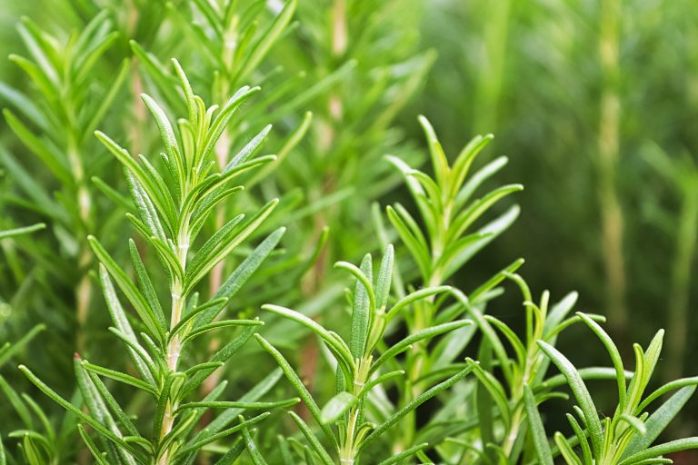 Rosemary | Salisbury Greenhouse - Sherwood Park, St. Albert