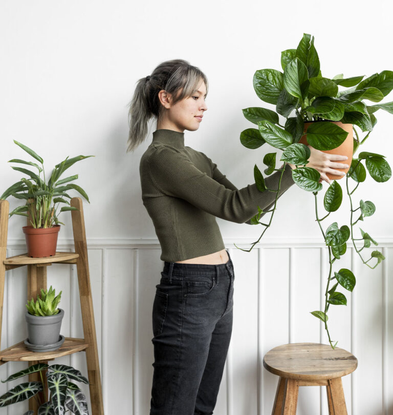 Salisbury Greenhouse -Spring Clean Your Houseplants