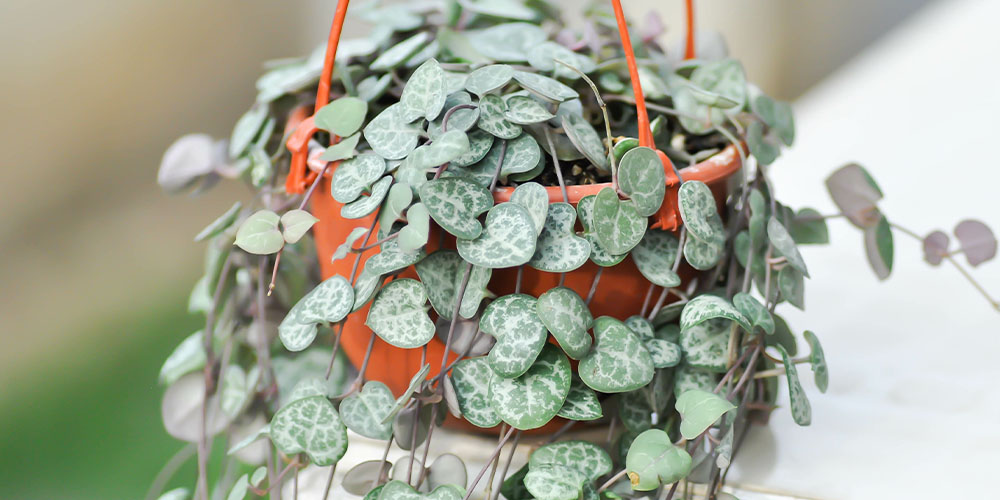 Salisbury Greenhouse-String of Hearts Care-string of hearts plant
