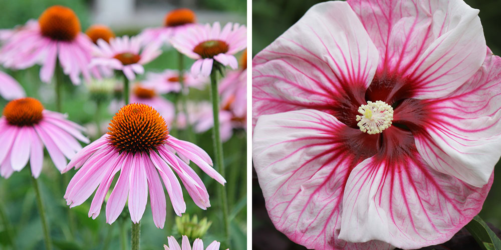 Salisbury Greenhouse -Survival Tips for Summer Heat Waves-echinacea and hardy hibiscus