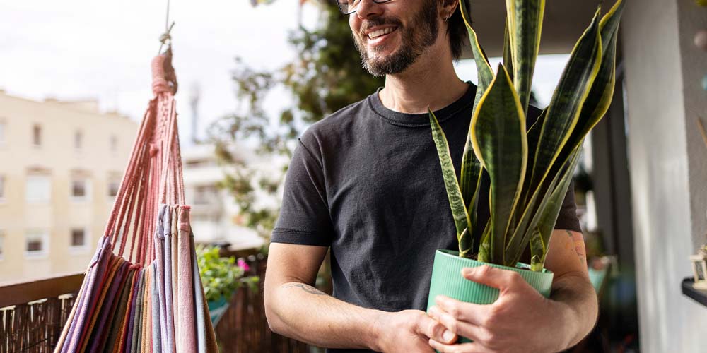Salisbury Greenhouse - bringing houseplant outdoors for summer