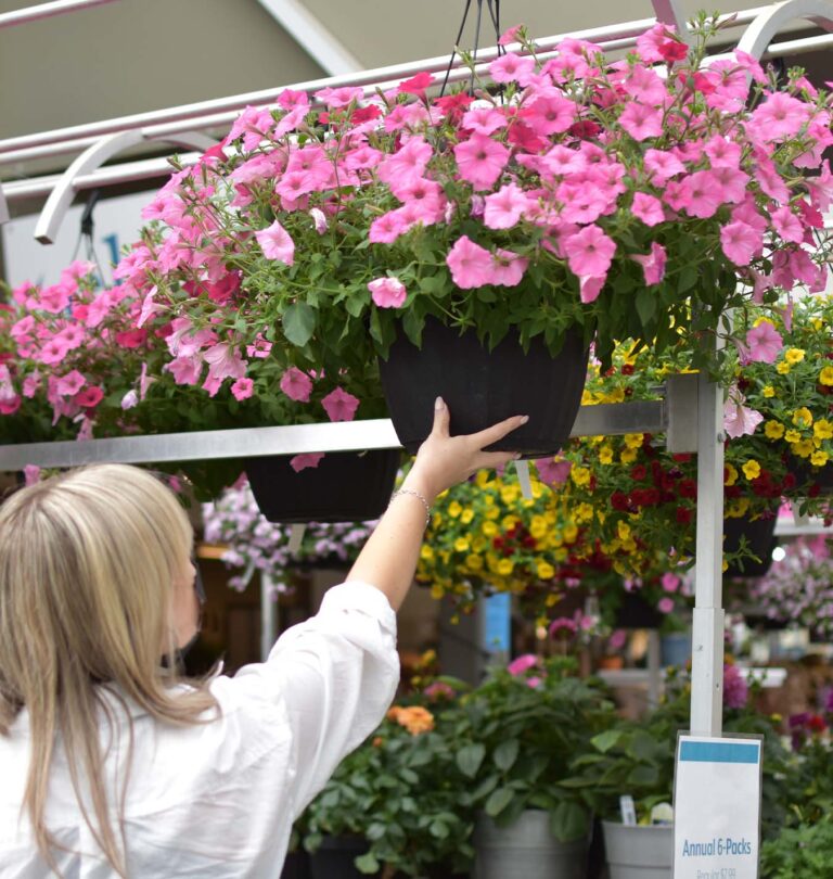 Salisbury Greenhouse -buying hanging basket