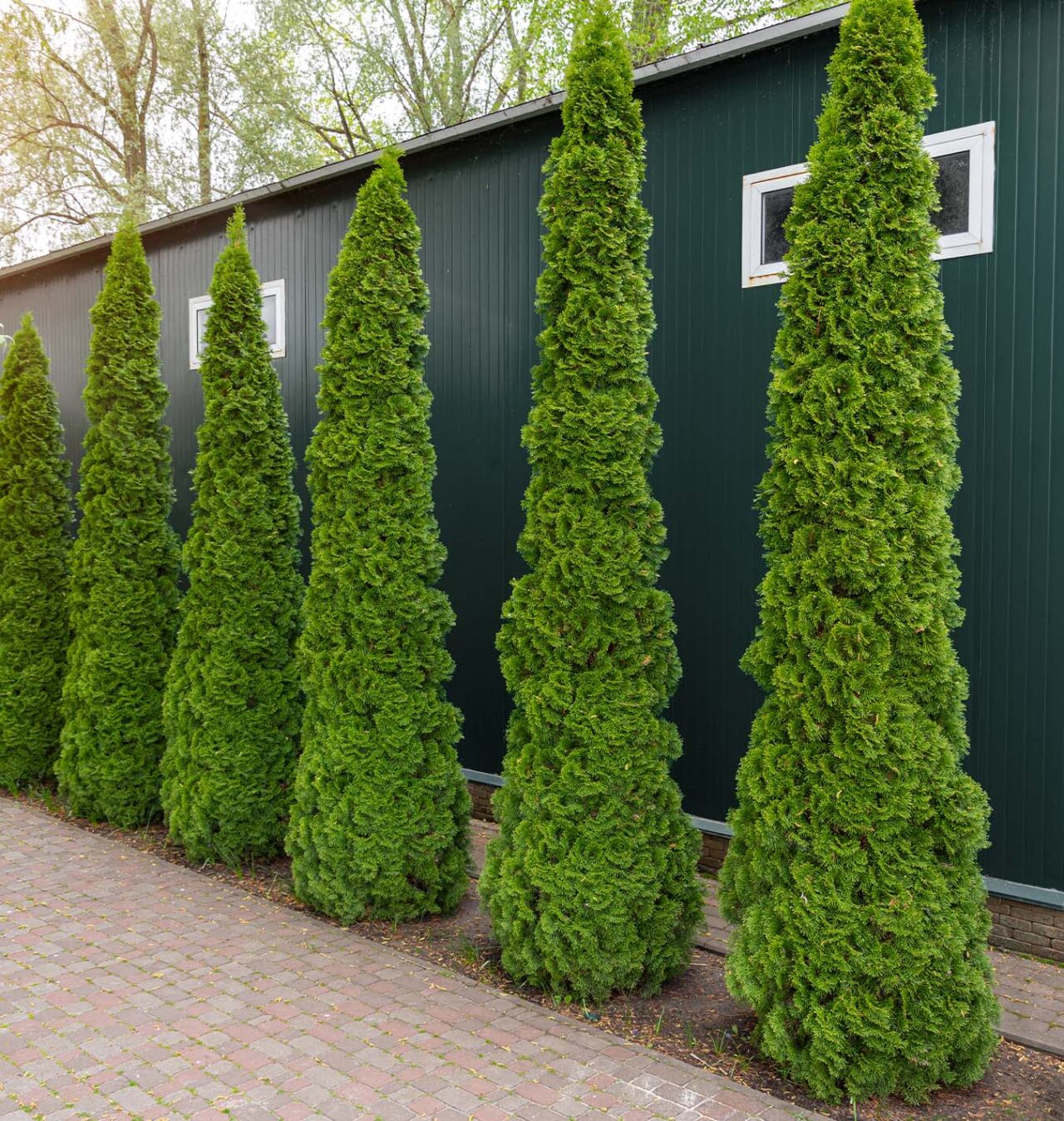 Salisbury Greenhouse columnar trees in line Salisbury Greenhouse