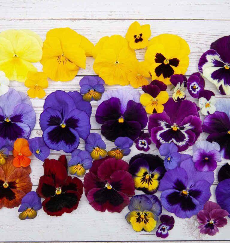 Salisbury Greenhouse -homegrown pansies square