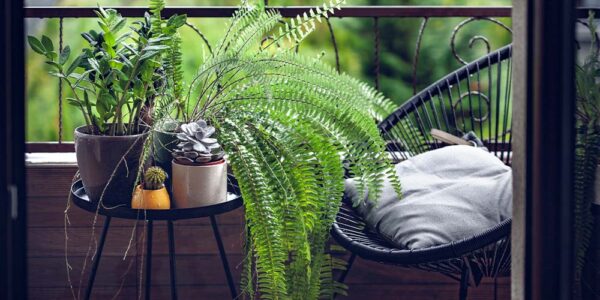 The Dos and Don'ts of Bringing Houseplants Outside - Salisbury ...