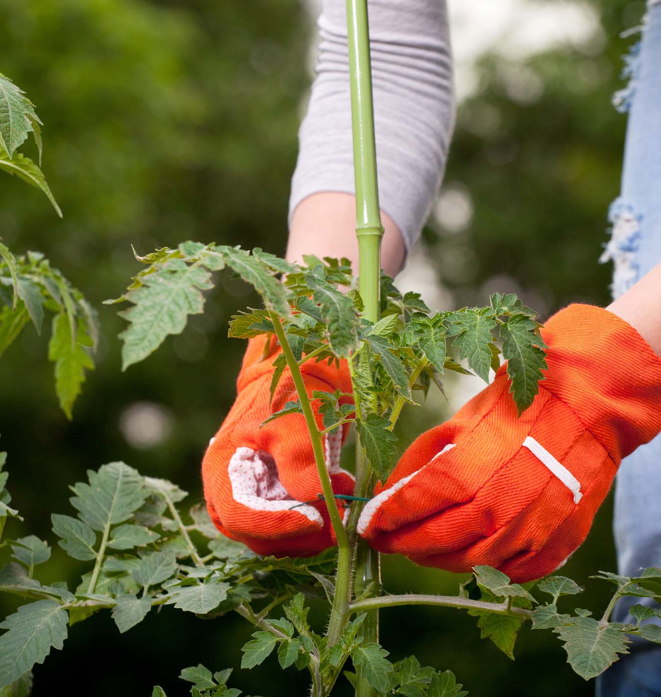Why Is My Tomato Plant Dying? - Salisbury Greenhouse - Blog
