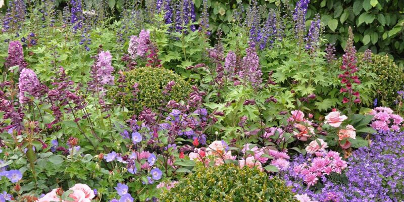 Five Flawless Colour Theme Designs for Perennial Gardens - Salisbury ...