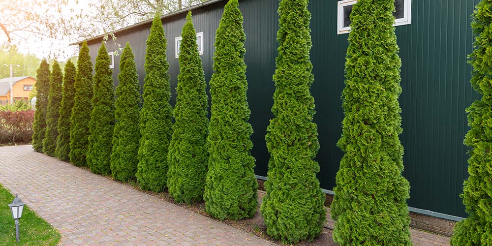 How to Choose the Right Tree - Salisbury Greenhouse - Blog