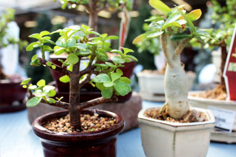 Beginner Bonsai