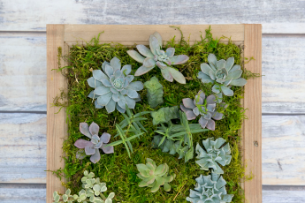 Succulent Window Frame