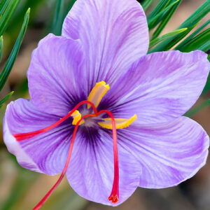 Salisbury at Enjoy Floral Studio-Most Expensive Flowers-saffron crocus