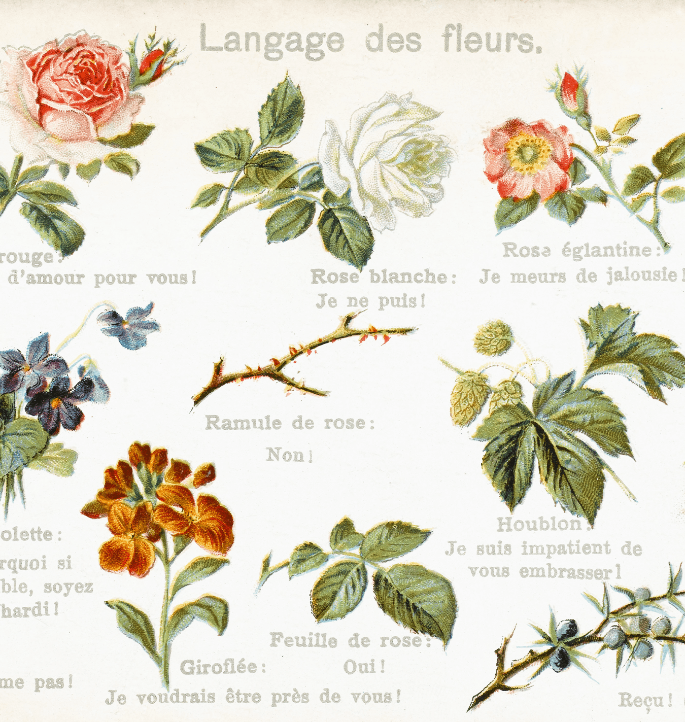 The Lost Language of Flowers: Victorian Floriography - Salisbury ...