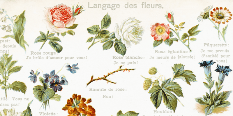 The Lost Language of Flowers: Victorian Floriography - Salisbury ...