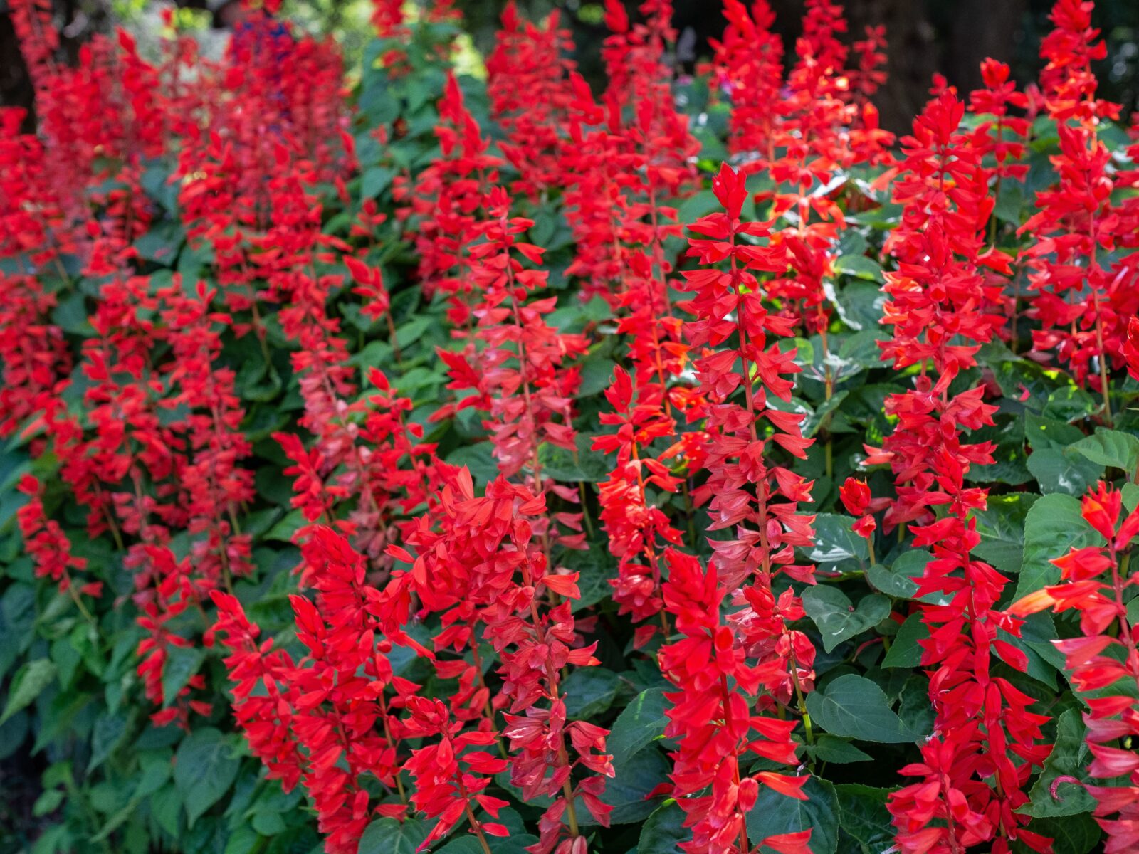 Red Salvia | Salisbury Greenhouse - St. Albert, Sherwood Park Edmonton