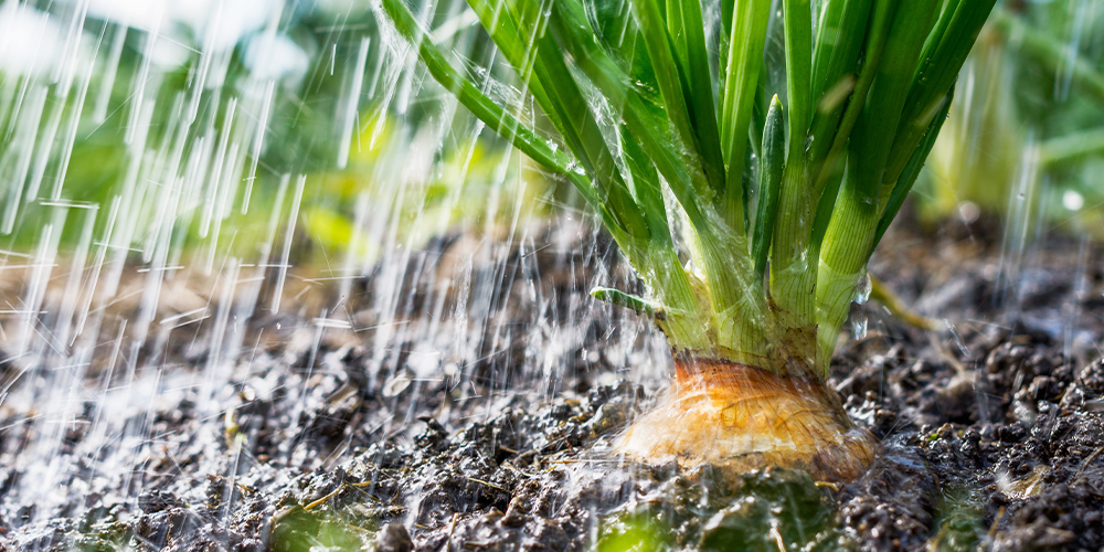 save your veggie garden from wet weather onion rain