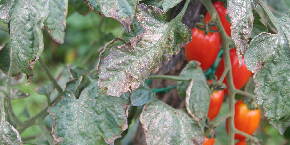 save your veggie garden from wet weather mildew on tomato plant