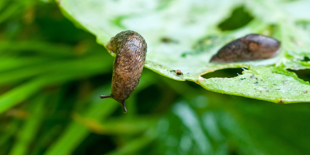 Slug eating greenery | Salisbury Greenhouse - St. Albert, Sherwood Park
