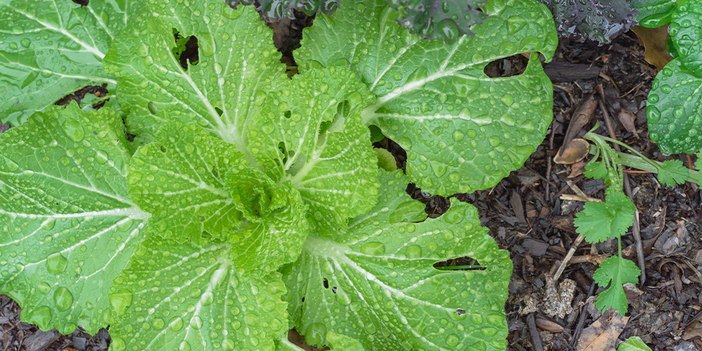 save your veggie garden from wet weather wet cabbage
