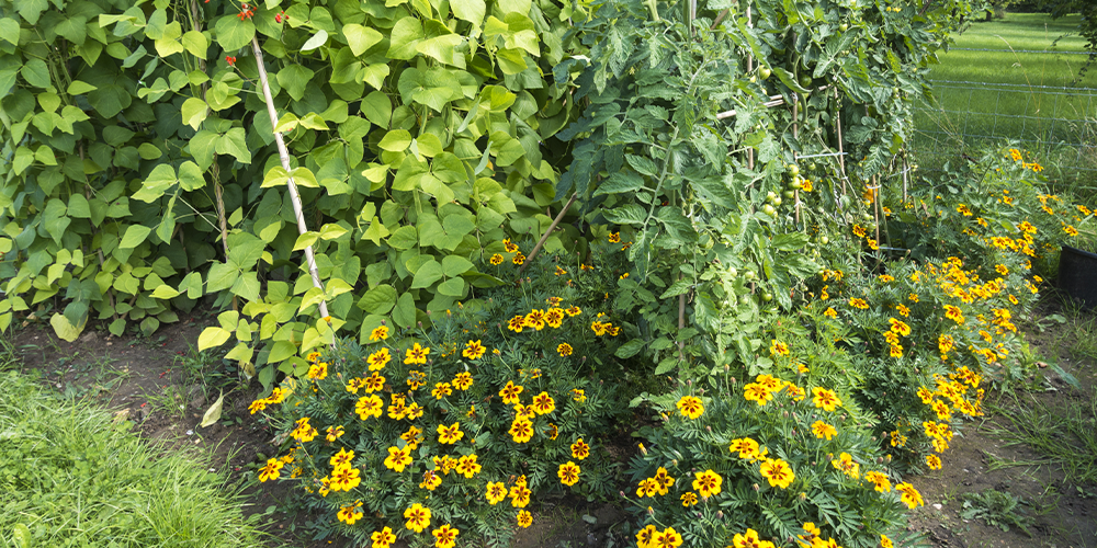 companion planting marigolds and beans