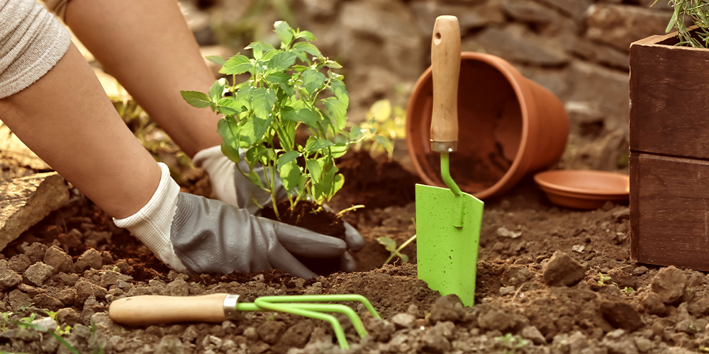 second year gardening tips sherwood park