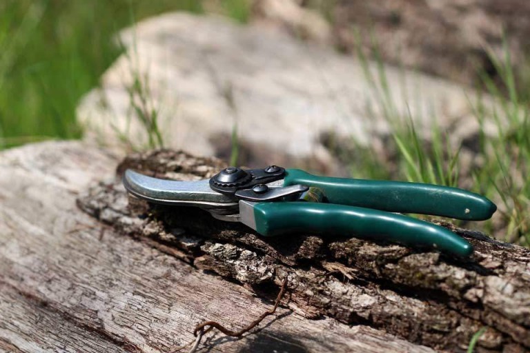 Shears on open bark | Salisbury Greenhouse - St. Albert, Sherwood Park