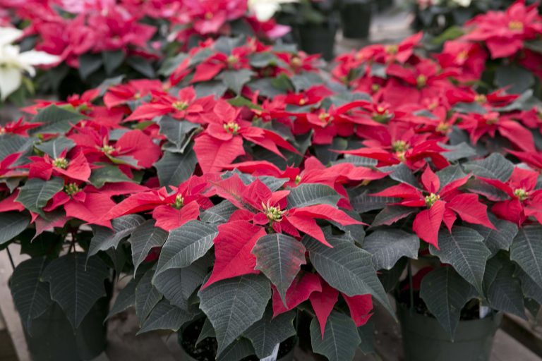 Red Poinsettia in bloom | Salisbury Greenhouse, Sherwood Park, St. Alberta