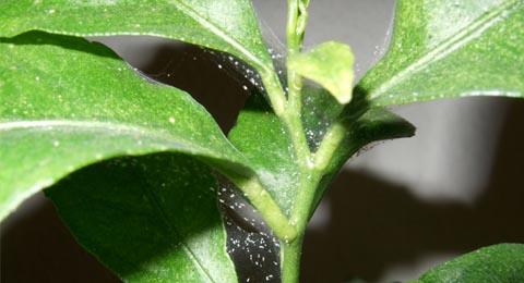 Controlling Spider Mites In The Home Salisbury Greenhouse