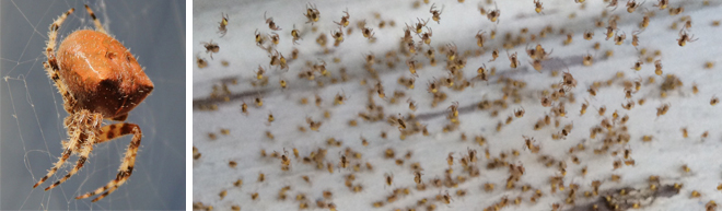 Split image of a spider closeup and hundreds of tiny spiders | Salisbury Greenhouse - St. Albert, Sherwood Park