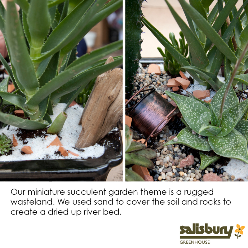Create a succulent garden | Salisbury Greenhouse - St. Albert, Sherwood Park