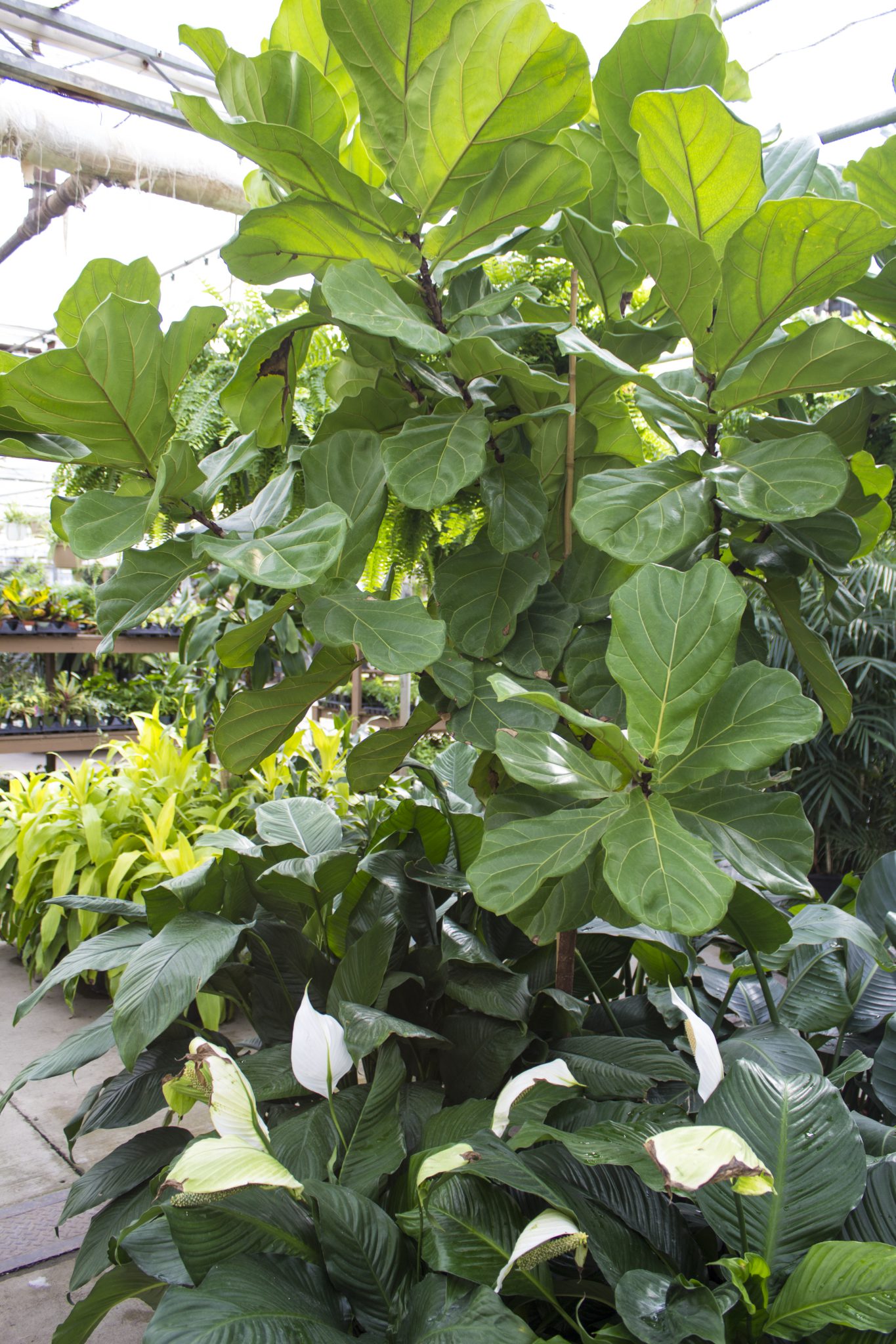 Tall tropicals - Salisbury Greenhouse