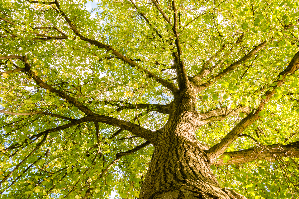 The Benefits Of Big Trees Salisbury Greenhouse