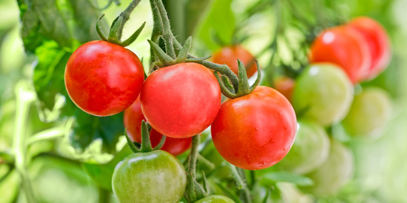 The Best Tomatoes for Every Recipe - Salisbury Greenhouse - Blog