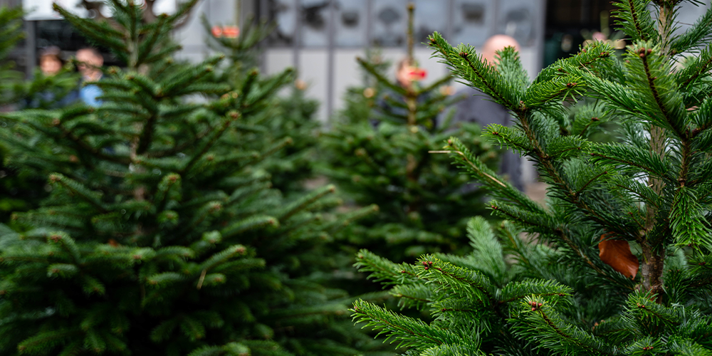 The Legends Behind Popular Christmas Plants evergreens