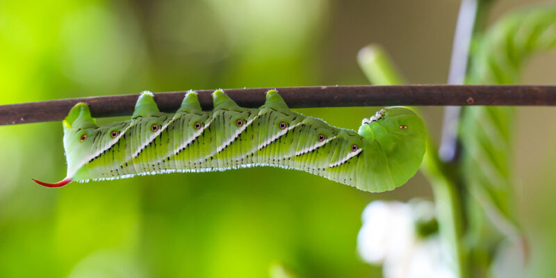 The Top 3 Most Notorious Vegetable Pests in Alberta - Salisbury ...