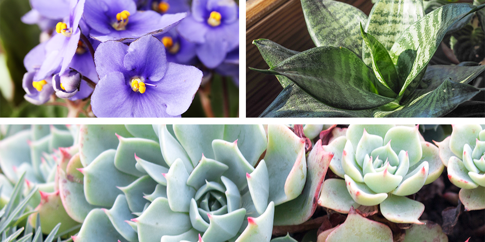 The Ultimate Holiday Gift Guide to Potted Plants african violet sansevieria snake plant echeveria succulent