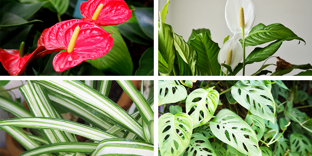 The Ultimate Holiday Gift Guide to Potted Plants anthurium peace lily spider plant monstera adansonii