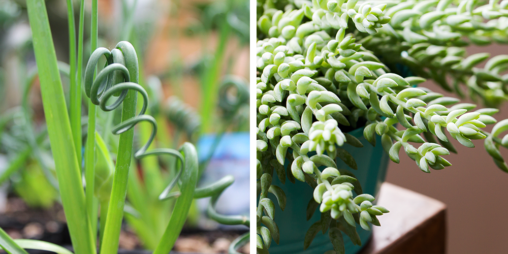 The Ultimate Holiday Gift Guide to Potted Plants frizzle sizzle burro's tail succulent
