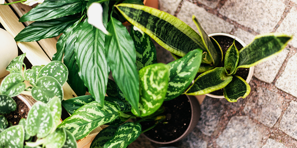The Ultimate Holiday Gift Guide to Potted Plants main