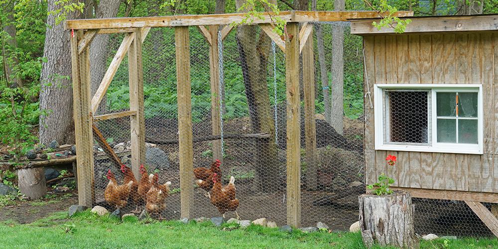 urban farmer backyard chicken coop edmonton salisbury greenhouse
