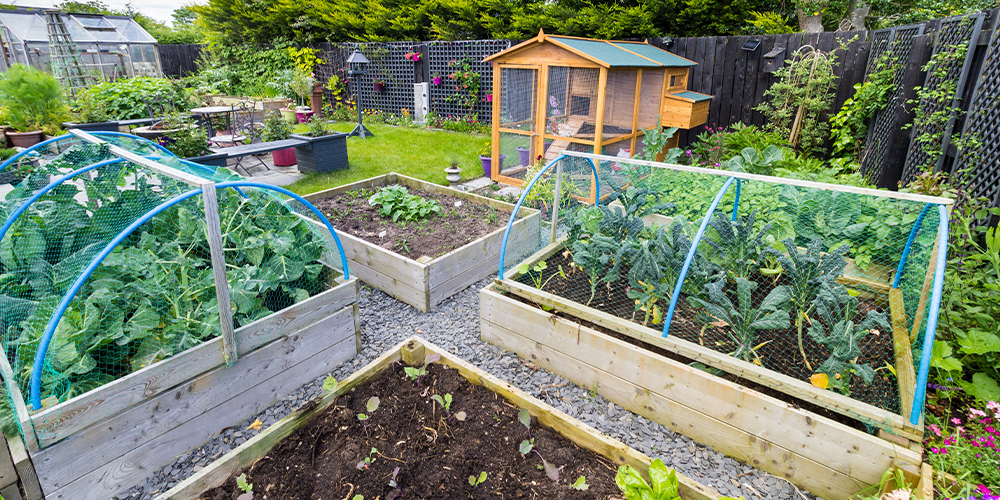urban farmer vegetable garden chicken coop salisbury greenhouse edmonton