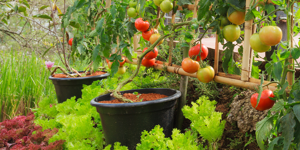 urban farmer vegetable garden tomatoes lettuce salisbury greenhouse edmonton
