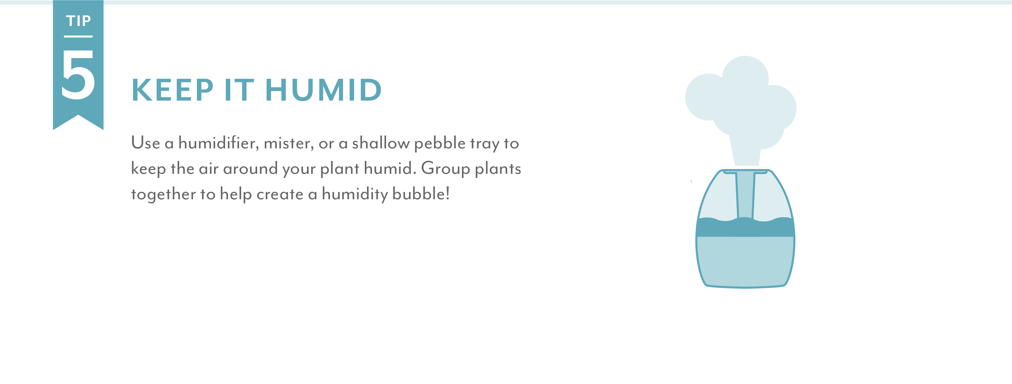 Salisbury Greenhouse | Keep it humid Use a humidifier, mister, or a shallow pebble tray to keep the air around your plant humid. Group plants together to help create a humidity bubble!