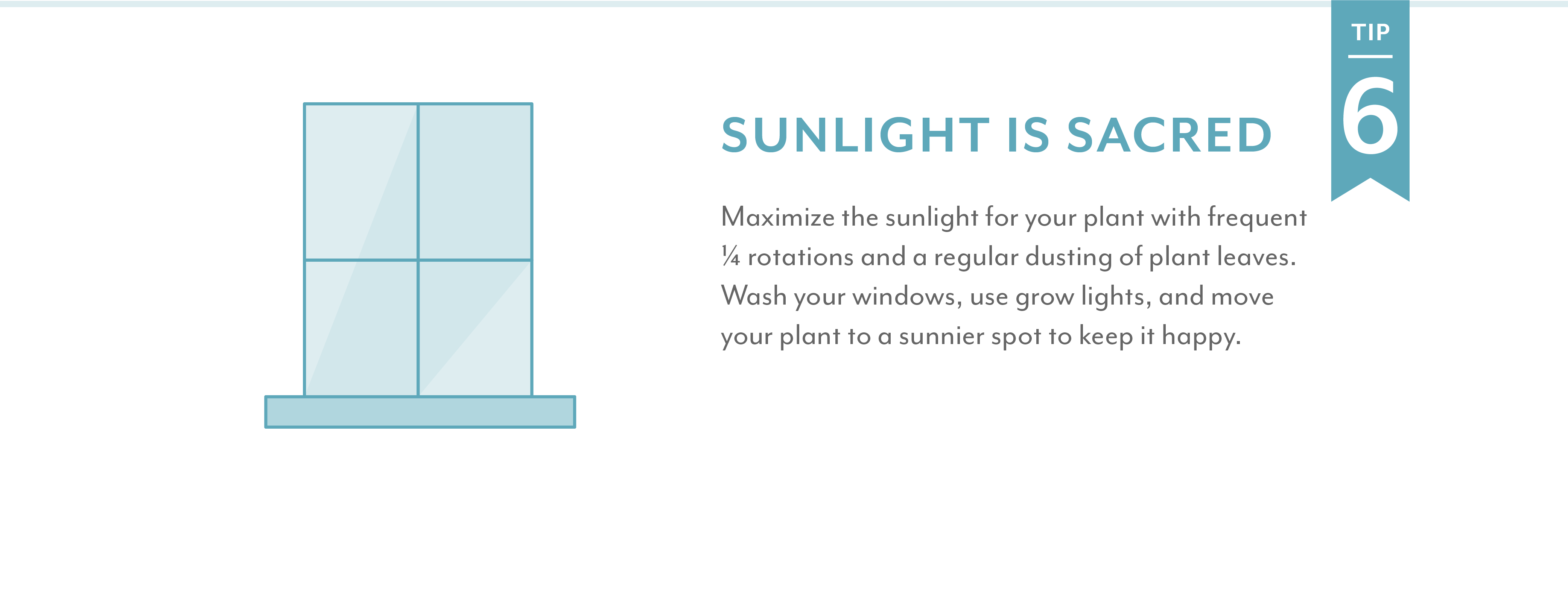 Salisbury Greenhouse | Sunlight is sacred Maximize the sunlight for your plant with frequent Â¼ rotations and a regular dusting of plant leaves. Wash your windows, use grow lights, and move your plant to a sunnier spot to keep it happy.