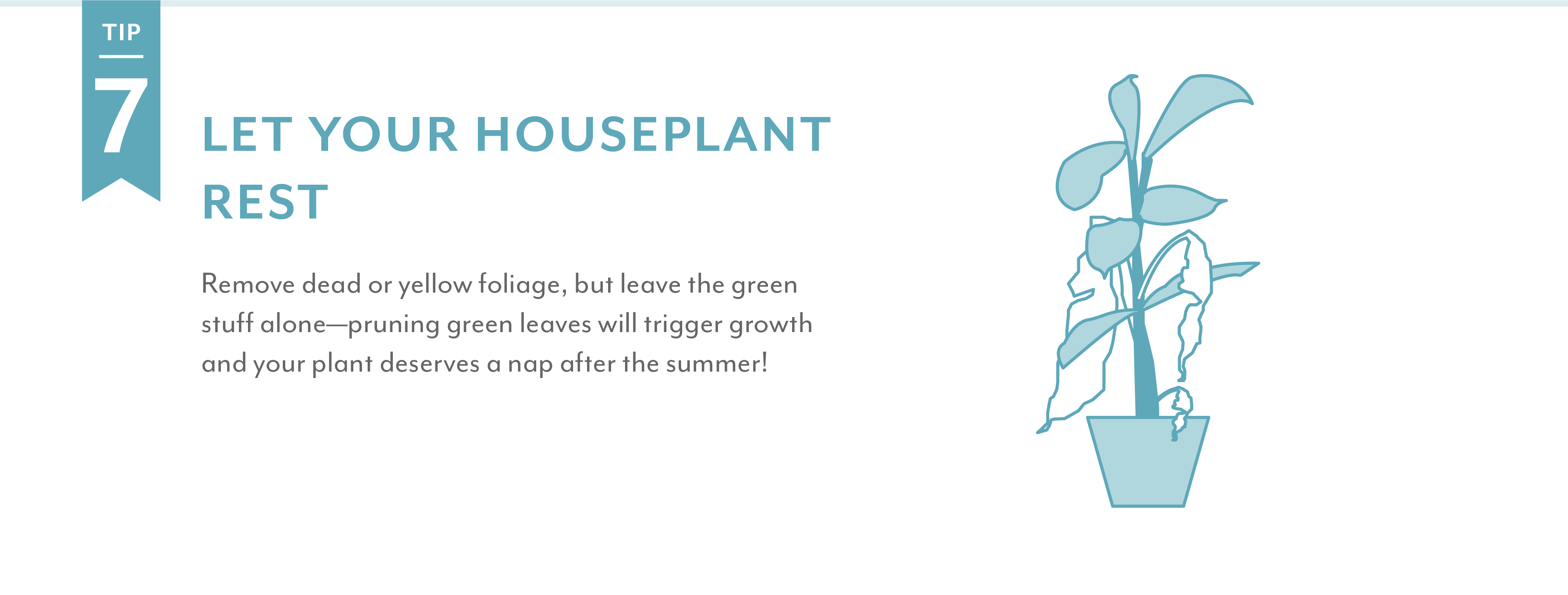 Salisbury Greenhouse | Let your houseplant rest Remove dead or yellow foliage, but leave the green stuff aloneâ€”pruning green leaves will trigger growth and your plant deserves a nap after the summer!