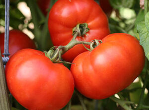 Red and ripe early girl tomatoes in Edmonton, Alberta getting excited for spring. 