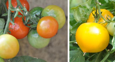 Tomato | Salisbury Greenhouse - St. Albert, Sherwood Park