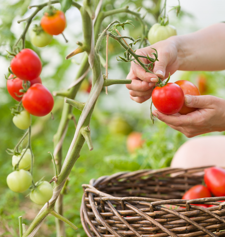 harvesting tomatoes
